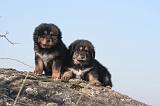 DOGUE DU TIBET 432